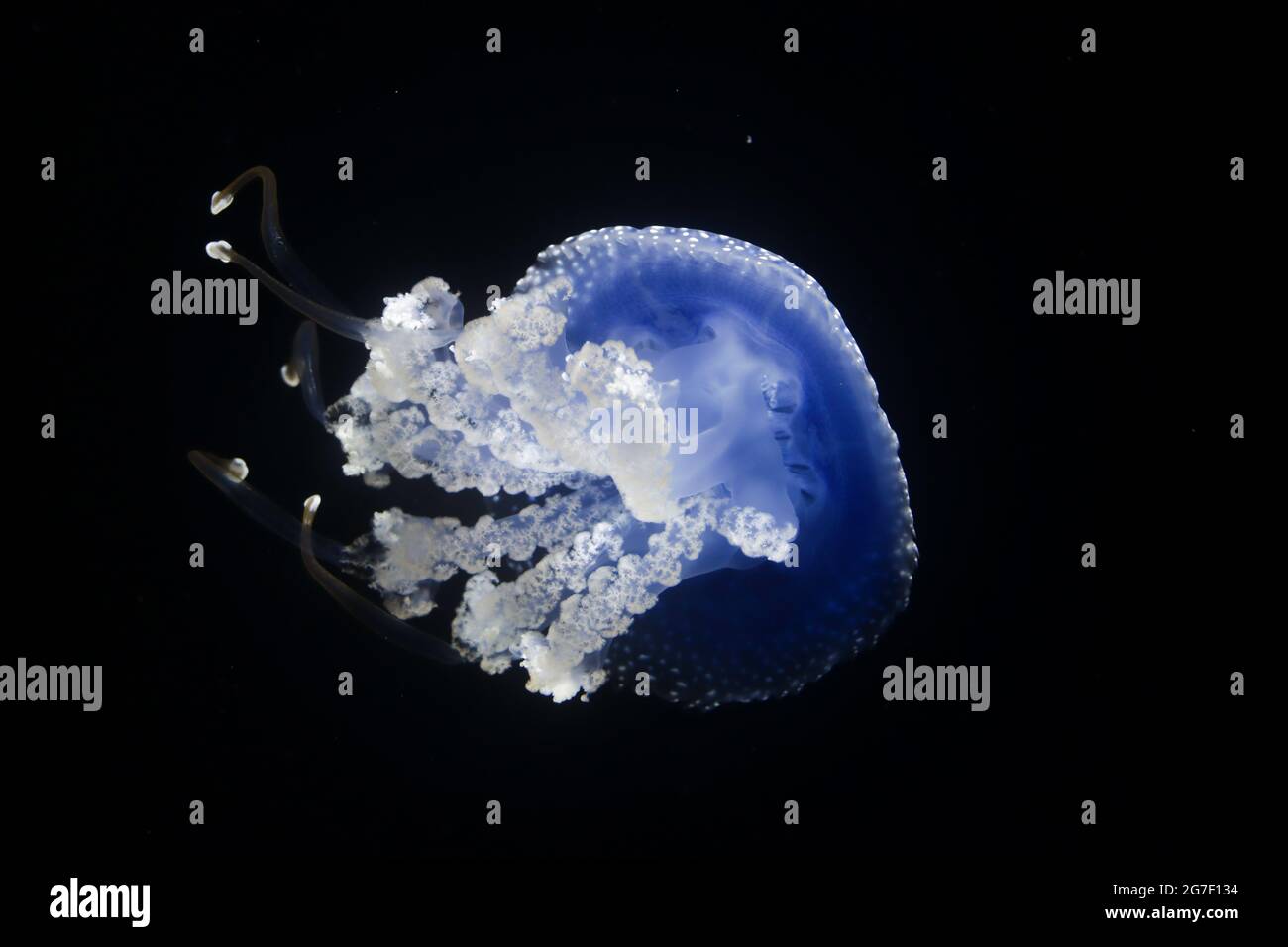 Vista dal basso di una medusa bianca australiana nota anche come campana galleggiante (Phyllorhiza punctata). In un acquario con sfondo nero. Foto Stock