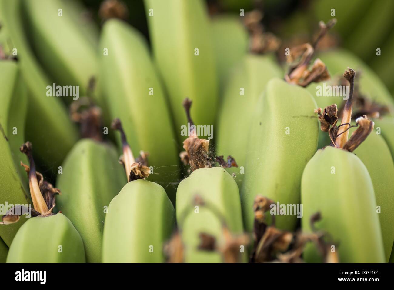 modello fresco banane naturale cibo sfondo primo piano Foto Stock