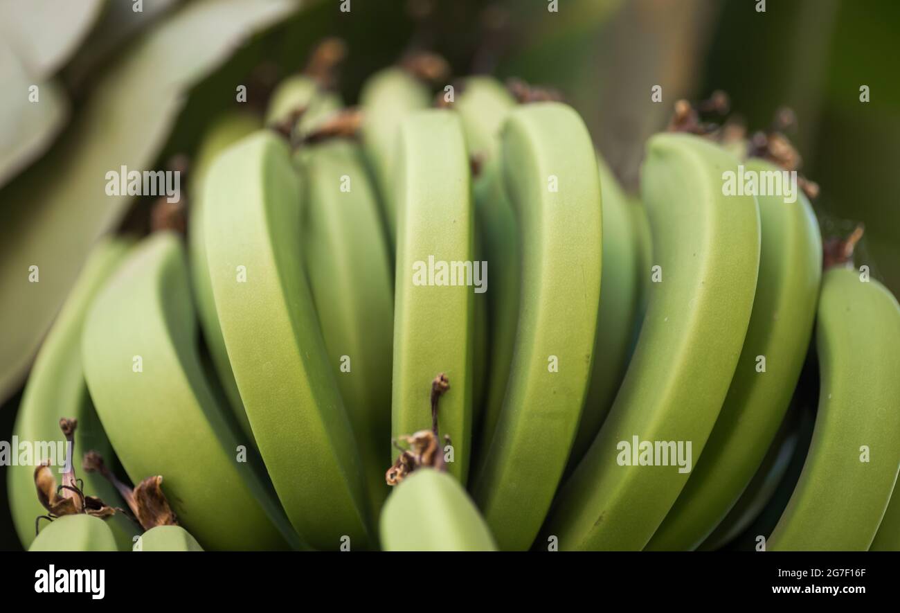 modello fresco banane naturale cibo sfondo primo piano Foto Stock