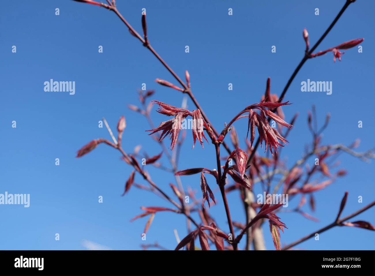 Nuove foglie su Acer Palmatum, Japanese Maple, UK Foto Stock