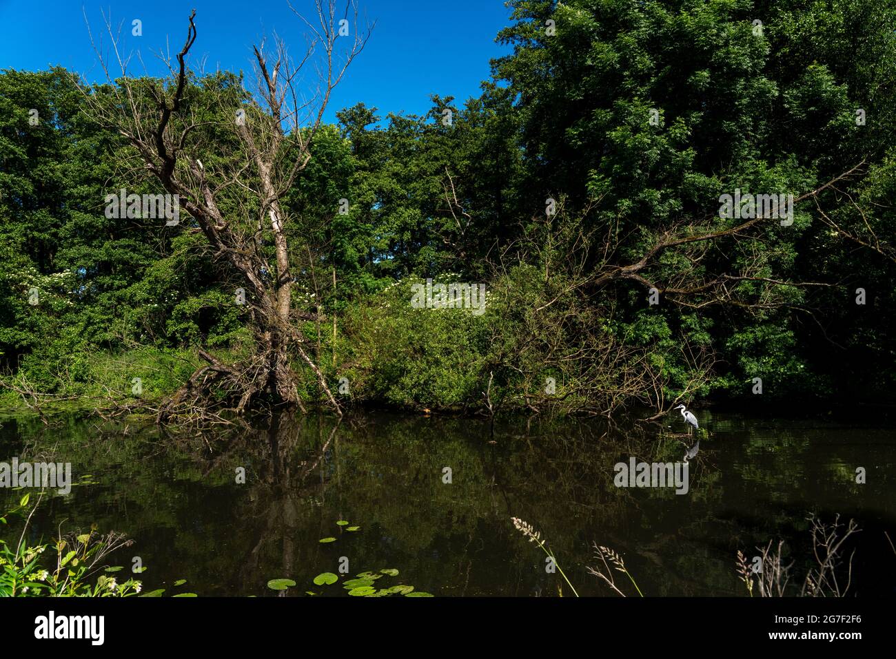 Il Leinpfand, lungo la Ruhr, sulla parte sinistra di un vecchio braccio della Ruhr, nella Saarn-Mendener Ruhraue, riserva naturale, Mülheim an der Ruhr, NRW, GE Foto Stock