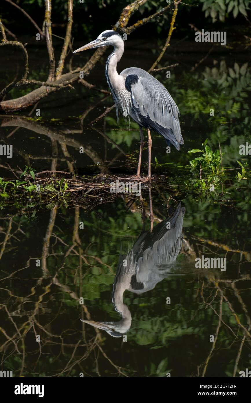 Airone grigio in un lago di ossbow della Ruhr, nella riserva naturale Saarn-Mendener Ruhrauen, Mülheim an der Ruhr, NRW, Germania, Foto Stock