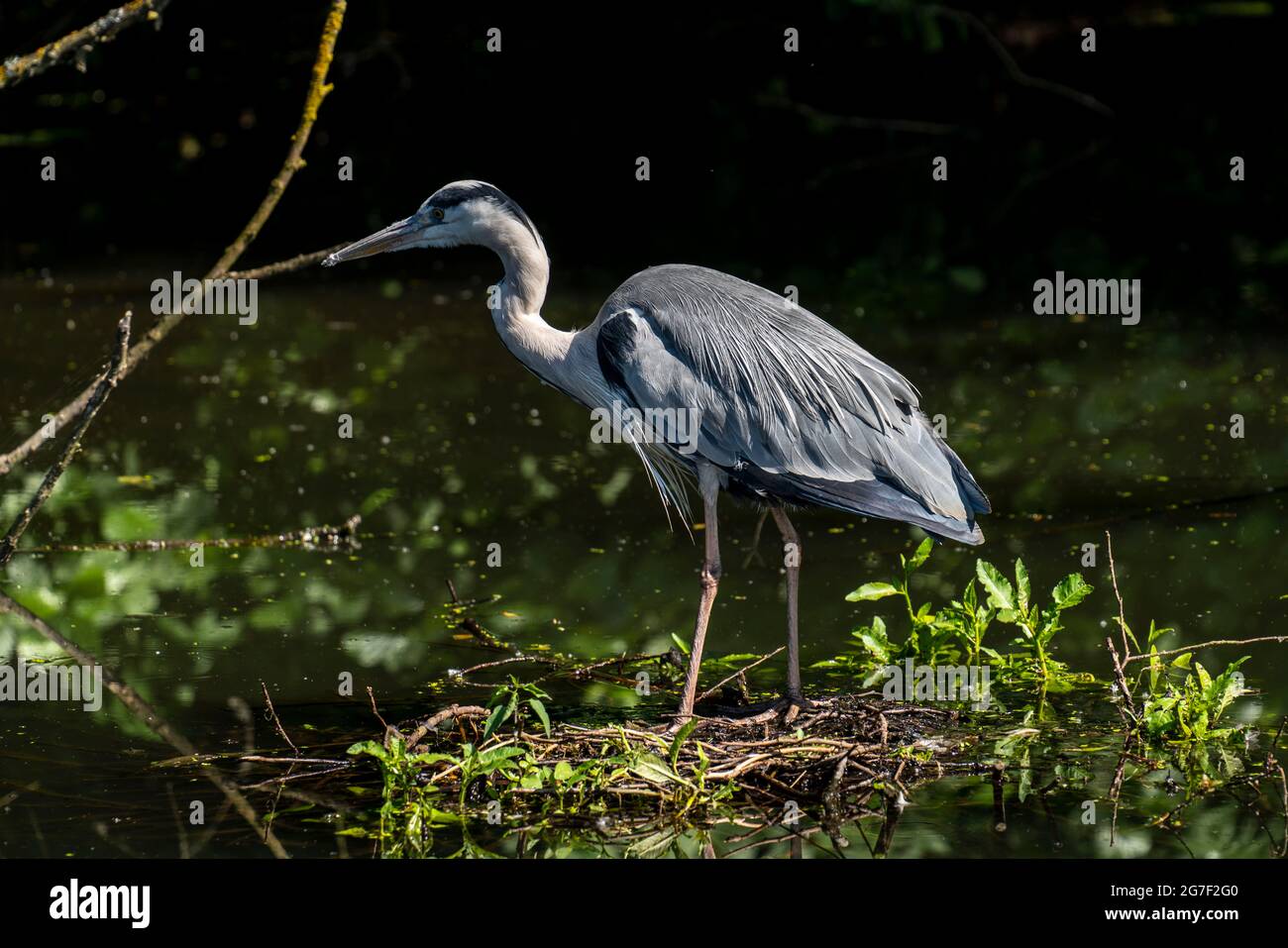 Airone grigio in un lago di ossbow della Ruhr, nella riserva naturale Saarn-Mendener Ruhrauen, Mülheim an der Ruhr, NRW, Germania, Foto Stock