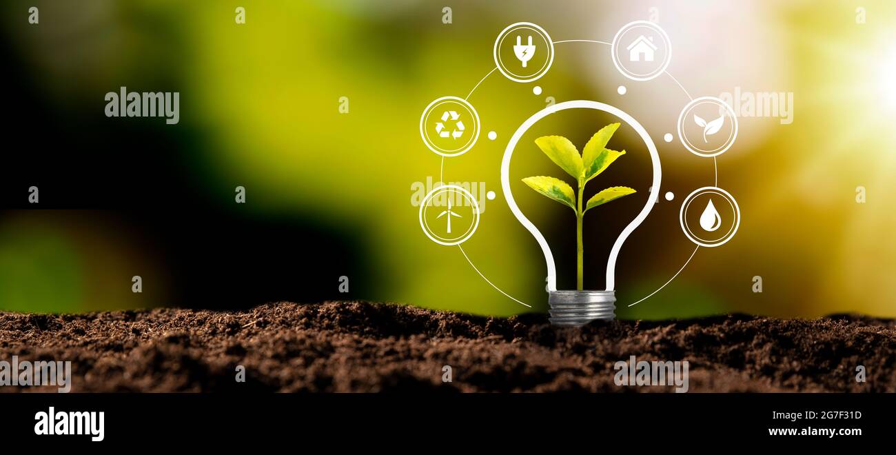 Lampadina con pianta crescente. Ambiente ecologico e sostenibile Foto Stock