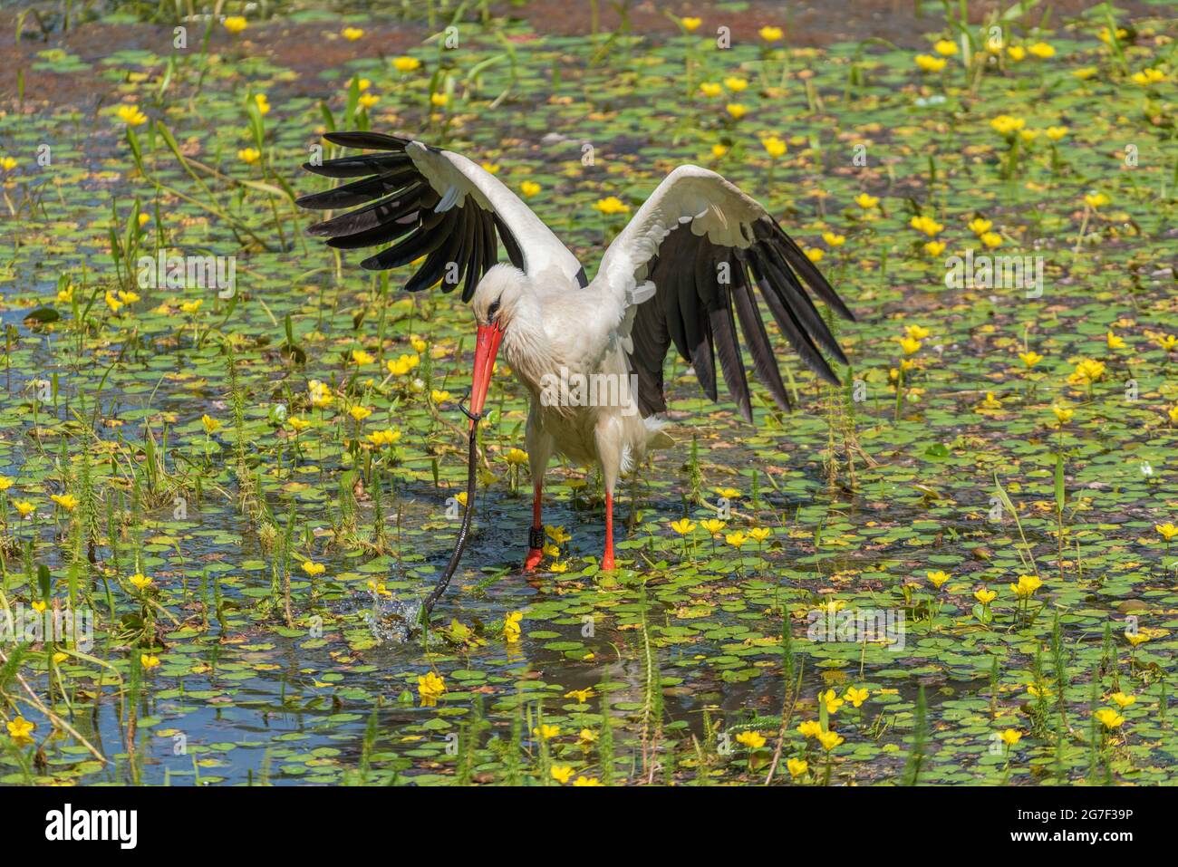 Una cicogna bianca (Ciconia ciconia) cattura e mangia serpenti nella riserva naturale di kühkopf, assia, germania Foto Stock