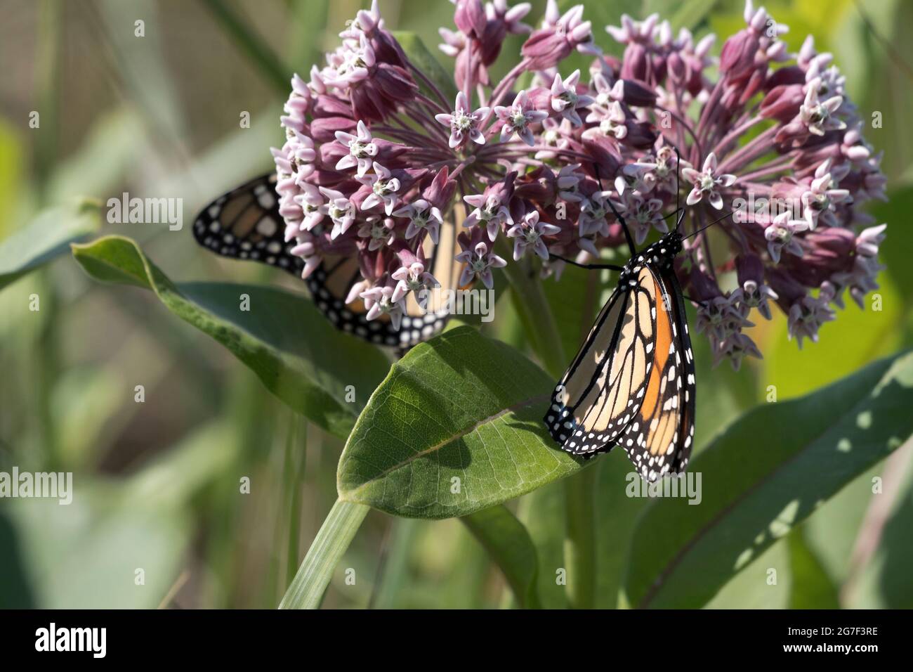 Farfalla Monarch, Danaus plexippus, nutrendo Milkweed Blossom, Asclepias syriaca Foto Stock