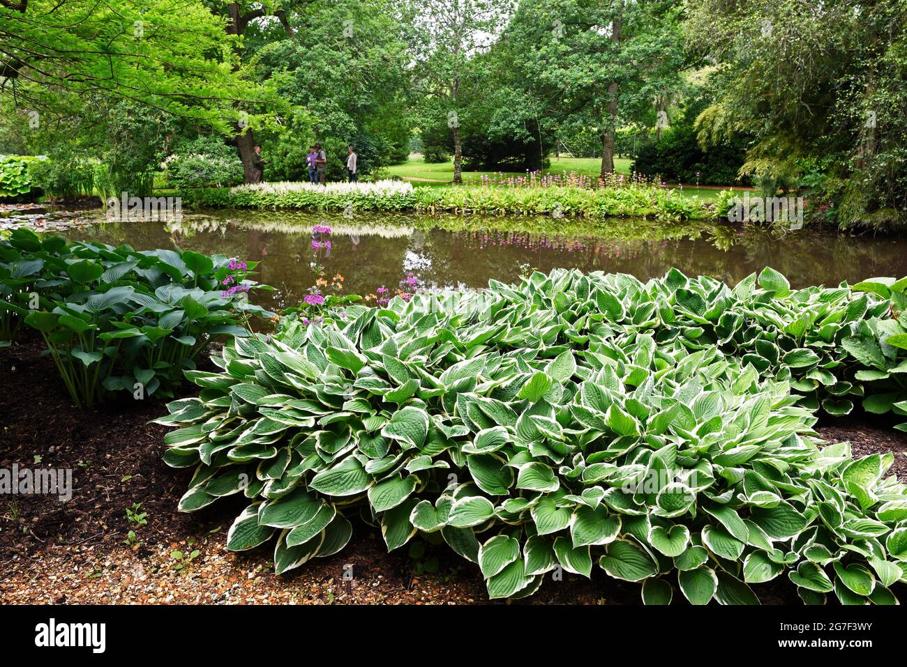 Longstock Water Gardens, Longstock, Hampshire, Inghilterra Foto Stock