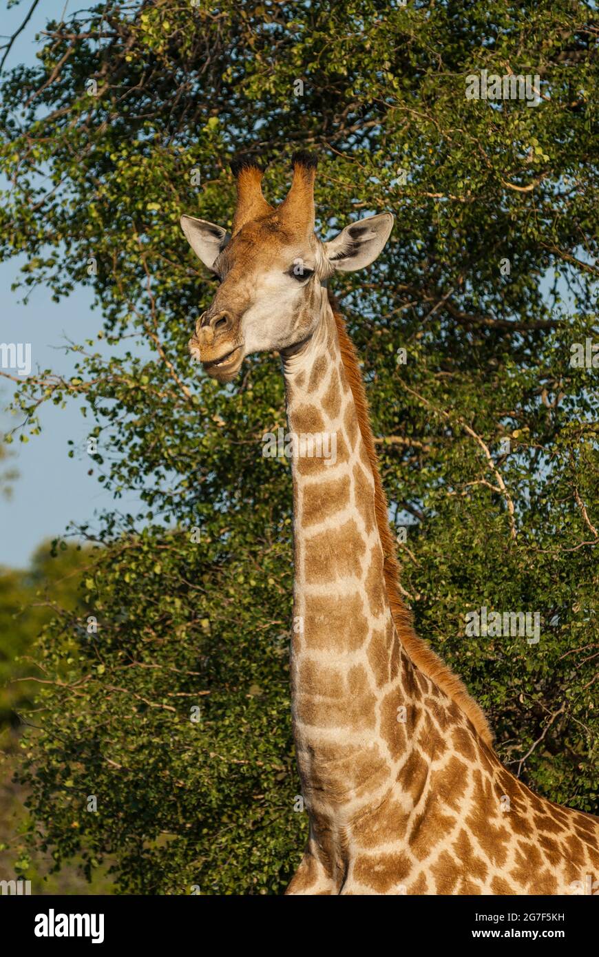 Jiraffa, Giraffa camelopardalis, in ambiente Savannah Africano, Parco Nazionale Kruger, Sudafrica. Foto Stock