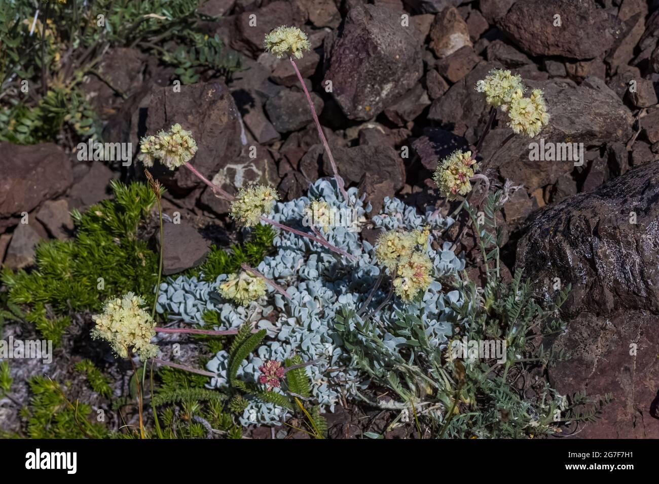 Cuscino di grano saraceno, Eriogonum ovalifolium, fioritura vicino al Passo di Marmot nella natura selvaggia di Buckhorn, la foresta nazionale olimpica, le montagne olimpiche, Washington Foto Stock
