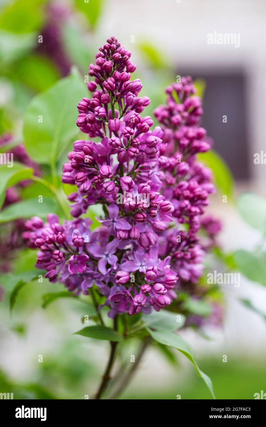 Lilla viola in fiore primo piano. Arbusto da giardino decorativo con fiori viola. Foto Stock