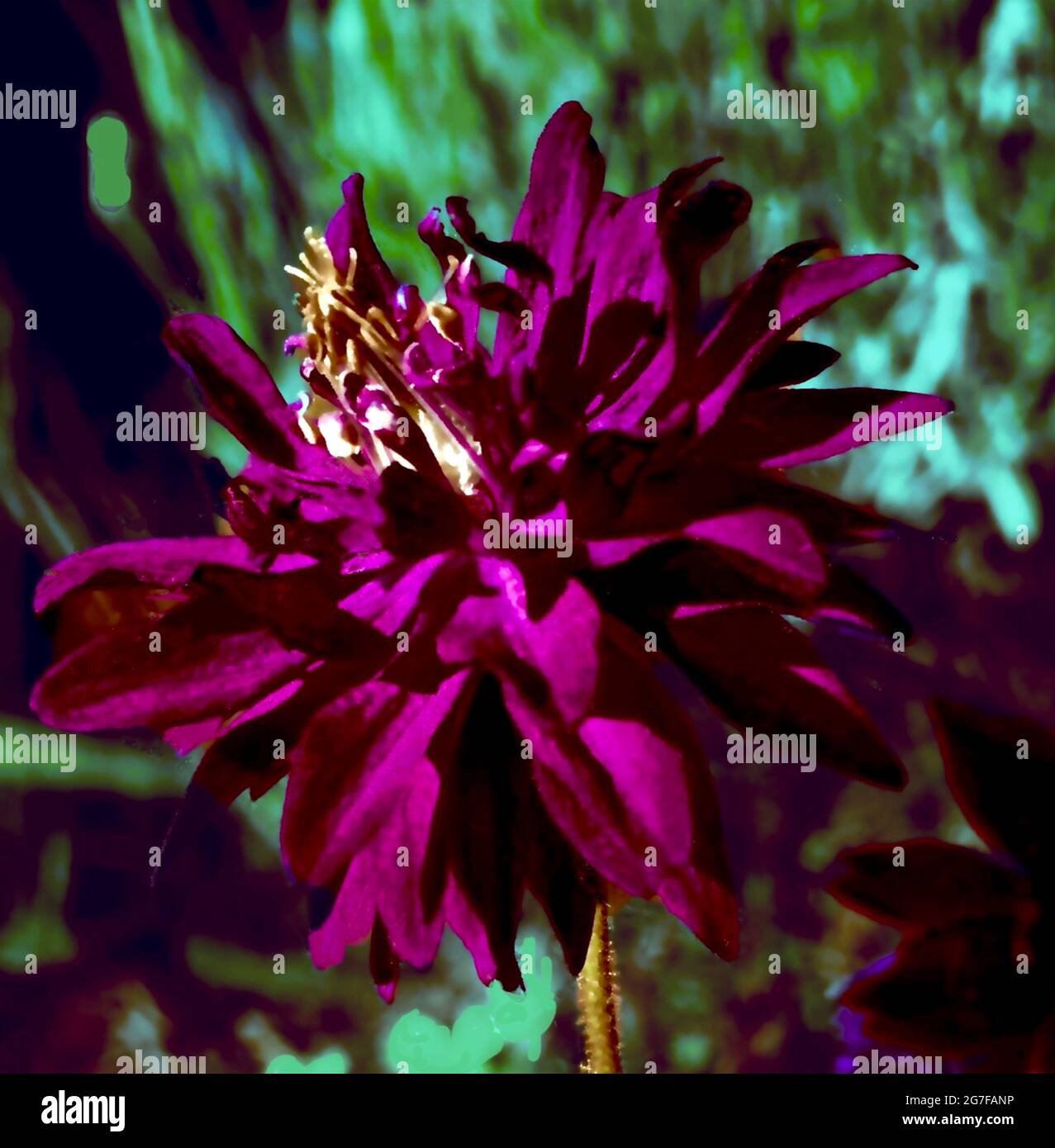 fiore viola aperto maturo Foto Stock