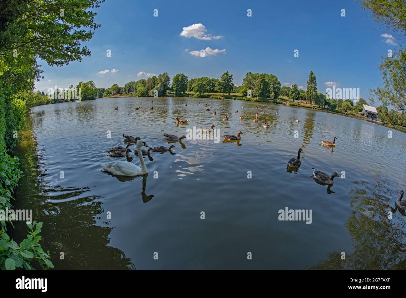 Anatre e oche a Arrow Valley Lake, Redditch, Worcestershire Foto Stock