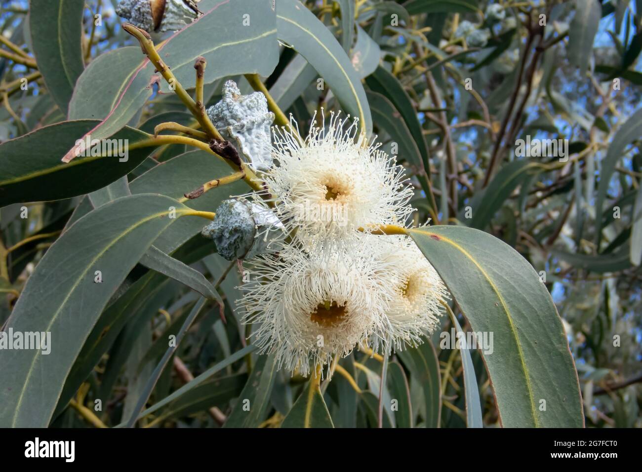 Eucalipto cosophylla, White Cup Gum Foto Stock