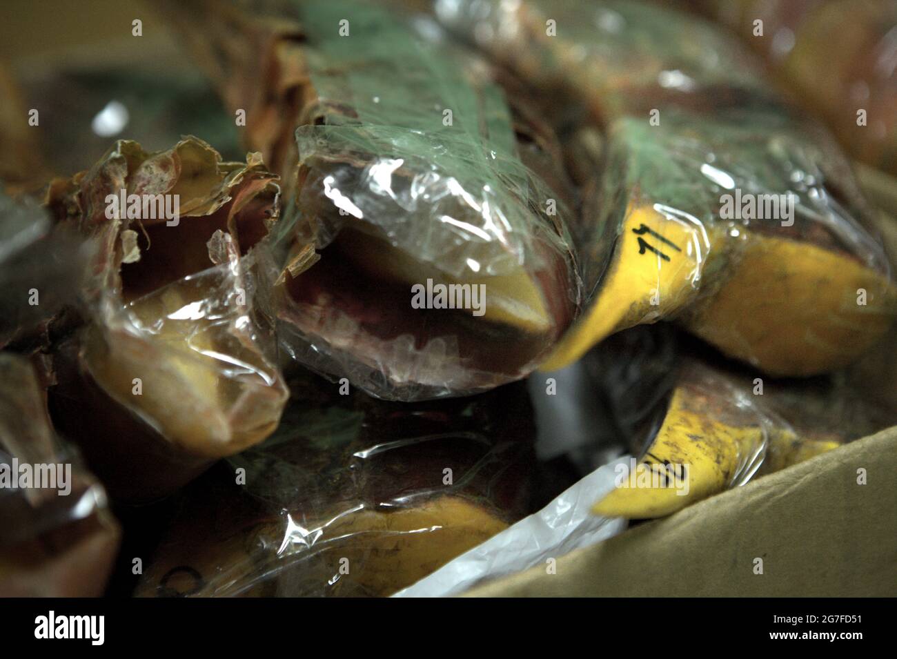 Giacarta, Indonesia. 1 luglio 2013. Becco di orrore sequestrate per essere contrabbandati in Cina dall'aeroporto internazionale Soekarno-Hatta di Giacarta. Fotografato presso l'ufficio della Nature Conservation Agency (BKSDA) di Giacarta. Foto Stock