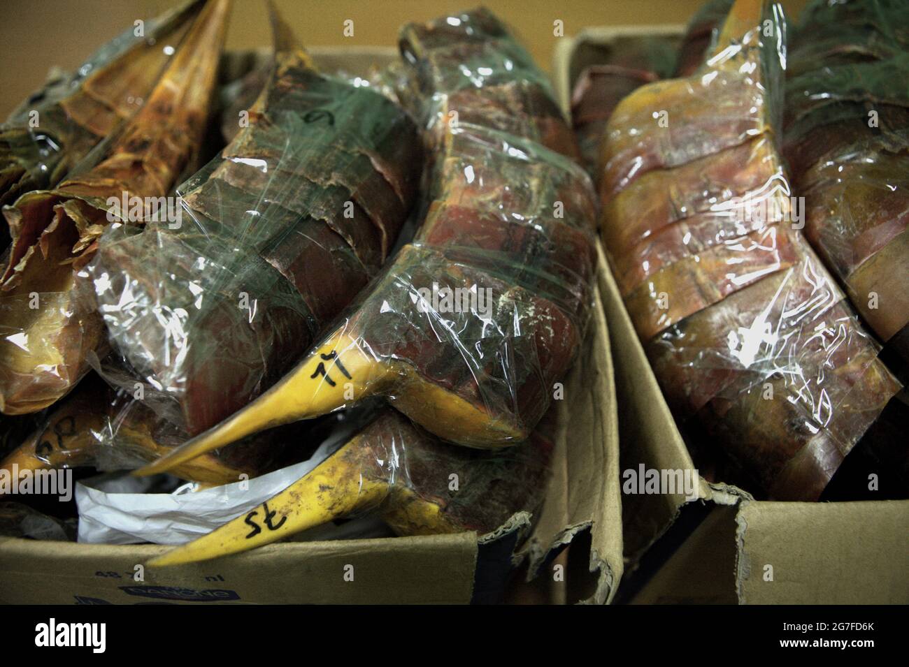 Giacarta, Indonesia. 1 luglio 2013. Becco di orrore sequestrate per essere contrabbandati in Cina dall'aeroporto internazionale Soekarno-Hatta di Giacarta. Fotografato presso l'ufficio della Nature Conservation Agency (BKSDA) di Giacarta. Foto Stock