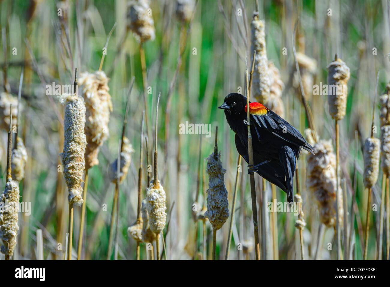 Maschio Red Wing Black Bird (Agelaius phoeniceus) mostra cerchietto di ala colorata territoriale in cattail palude, Castle Rock Colorado USA. Foto scattata a maggio. Foto Stock