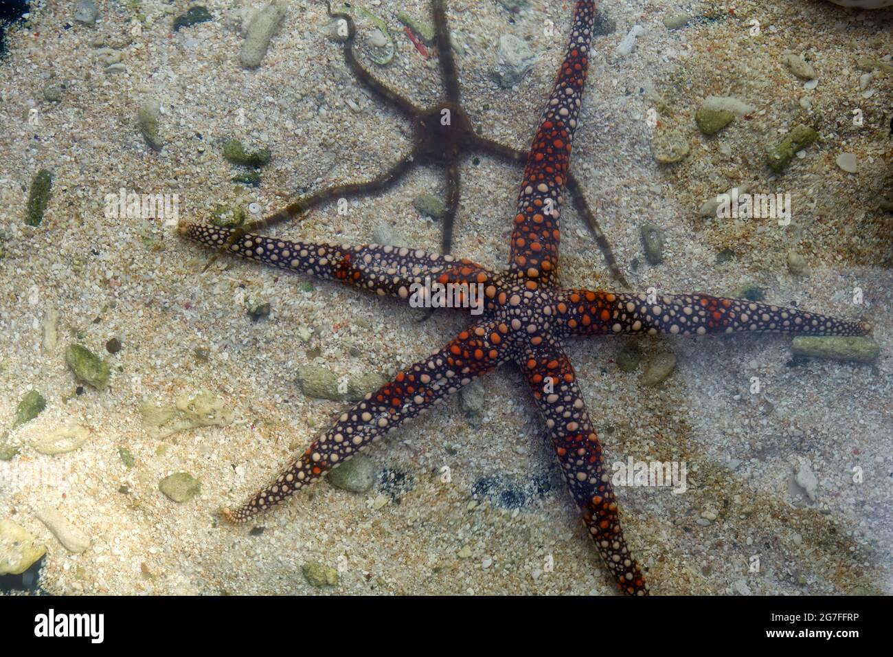 Stella marina e fragile in acqua di mare Foto Stock