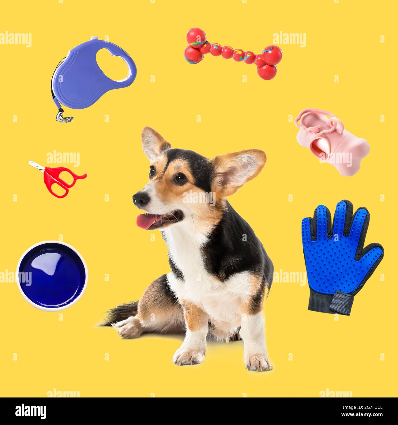 Carino cane divertente e diversi accessori per animali domestici su sfondo a colori Foto Stock