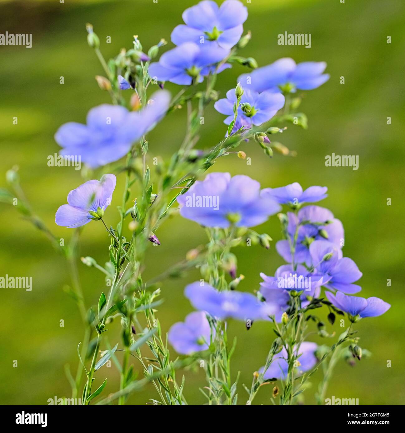 Primo piano di fiori blu delle erbe dello Scorpione, blu Forget-me-nots con sfondo verde sfocato Foto Stock