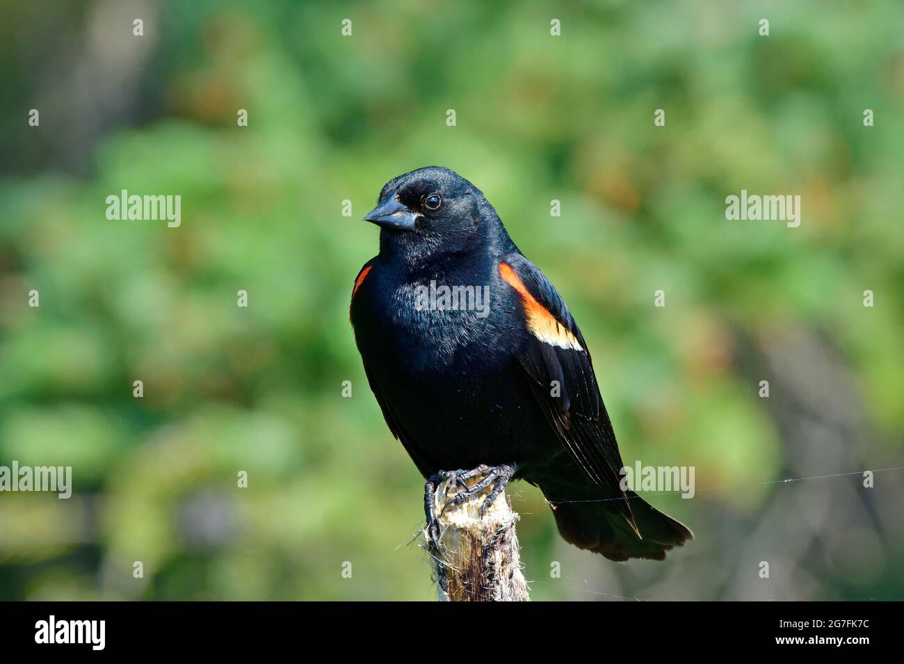 Un uccello nero adulto maschio alato rosso 'Agelaius phoenicus', arroccato su un ramo di albero morto in una zona paludosa nella campagna Alberta Canada. Foto Stock