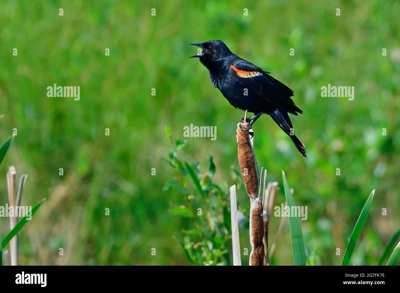 Un uccello nero adulto maschio alato rosso 'Agelaius phoenicus', che richiama dalla cima di una canna di cattaglia in una zona paludosa della campagna Alberta Canada. Foto Stock