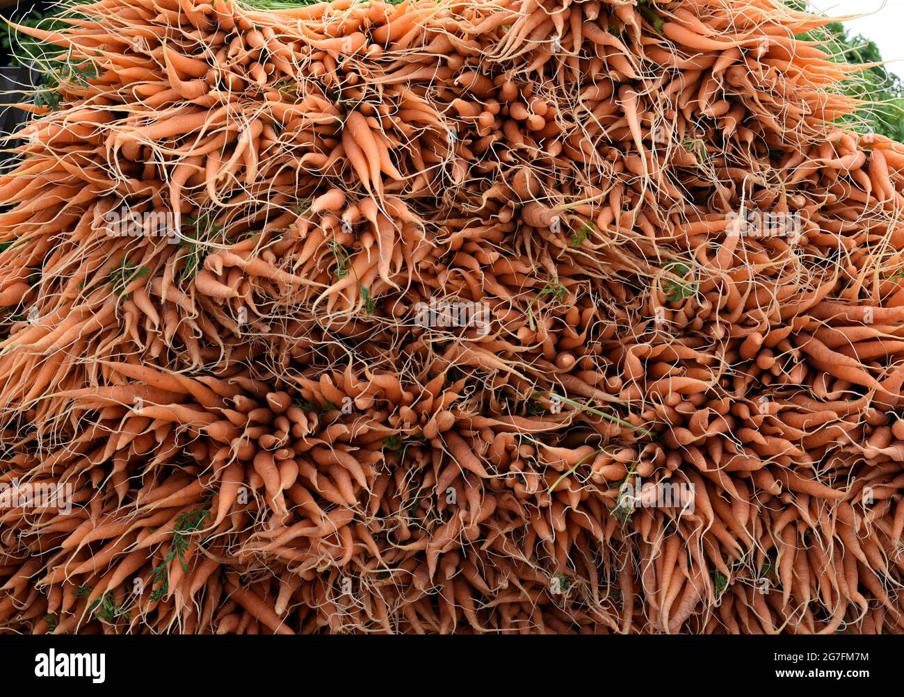 Un mucchio di mazzi di carote crude appena raccolti si siede su un tavolo in un mercato agricolo a St. Albert, Alberta, Canada Foto Stock