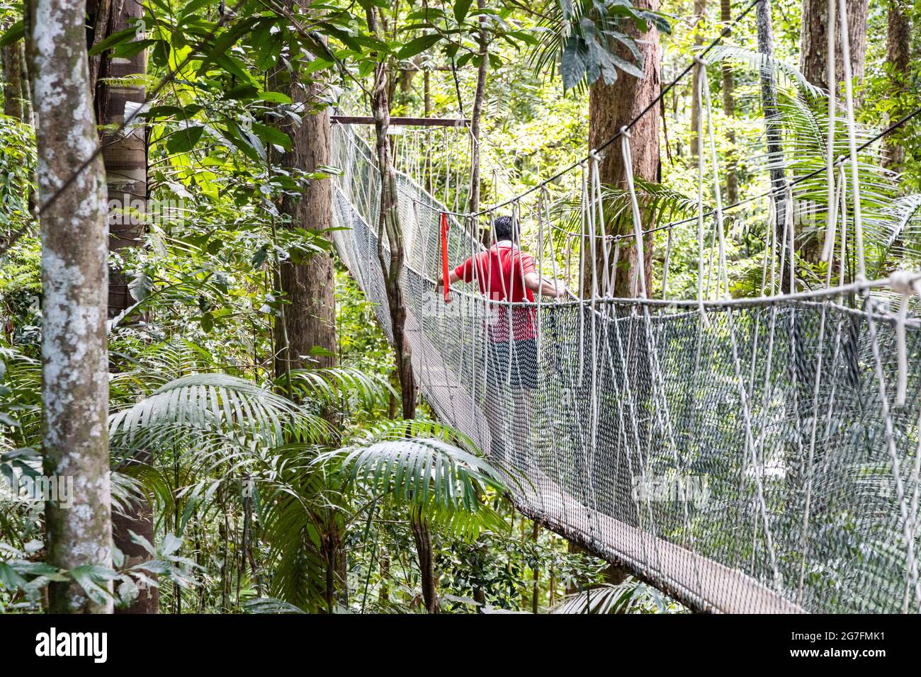 Escursione turistica a piedi sulla baldacchino nella foresta pluviale del Parco Nazionale Taman Negara Foto Stock