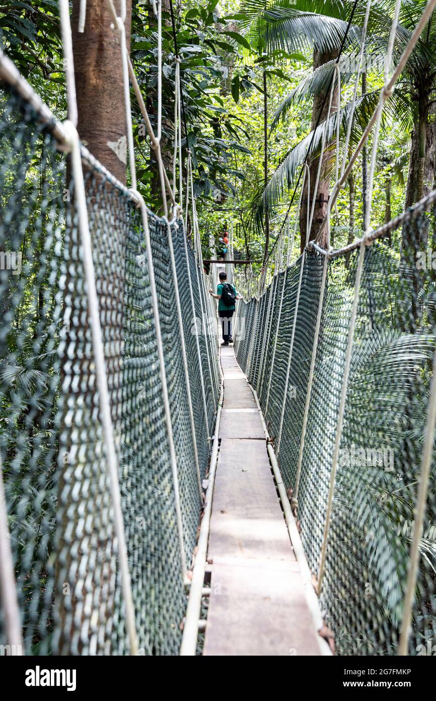 Escursione turistica a piedi sulla baldacchino nella foresta pluviale del Parco Nazionale Taman Negara Foto Stock