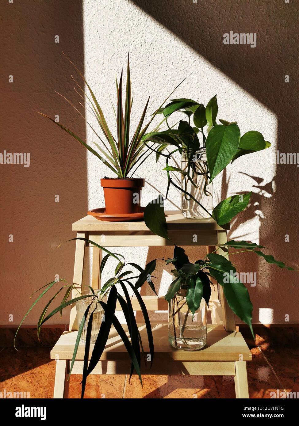 Scatto verticale di belle piante di casa su un piccolo sgabello di legno  con luce che brilla su di loro Foto stock - Alamy