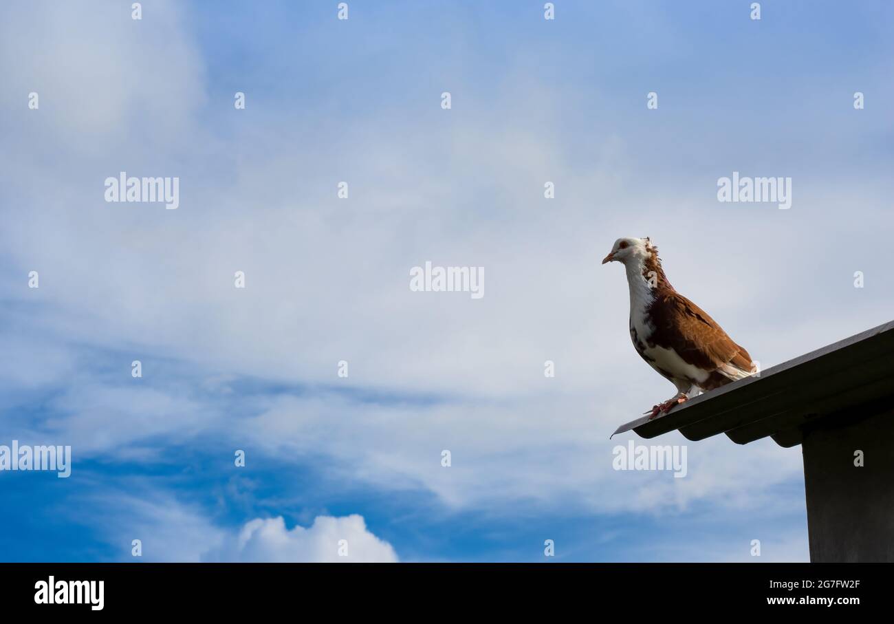 Un piccione colorato in piedi sul tetto sotto il cielo blu pulito Foto Stock