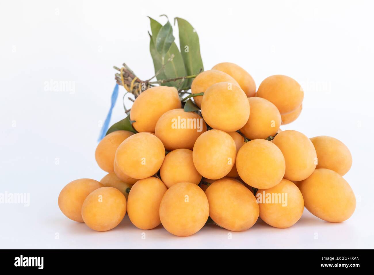 Mangos di prugne o mangos legati in grappoli posto sullo sfondo bianco. La frutta estiva tailandese ha un sapore dolce e acaro (Bouea macrophylla Griff, Anacardia Foto Stock