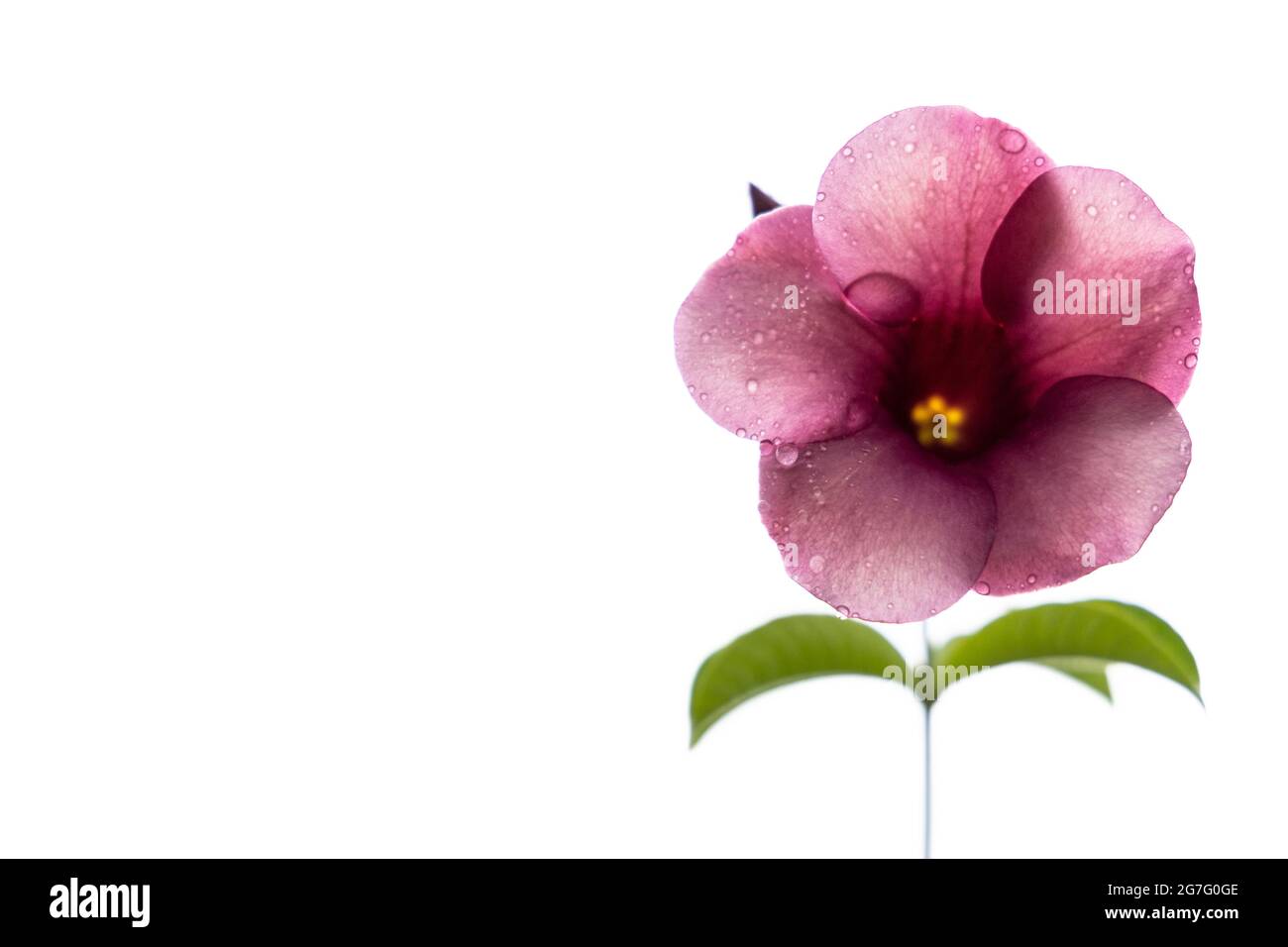 Petalo di fiori con gocce d'acqua a foglia con dept poco profondo di campo, su sfondo bianco Foto Stock