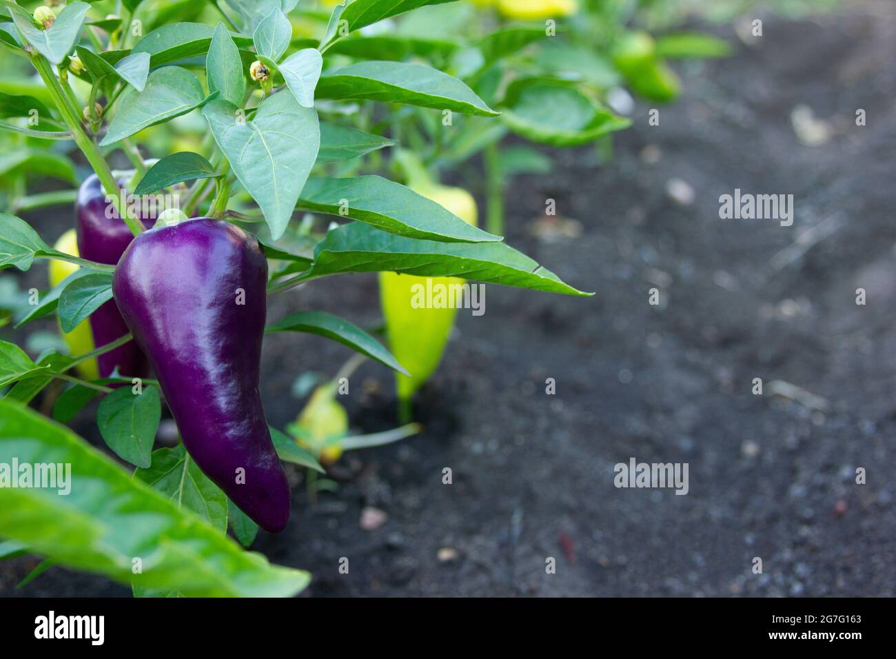 Pepe viola sul cespuglio. Piante sul letto di verdure all'aperto. Peperoni violetti e verdi che crescono in giardino Foto Stock