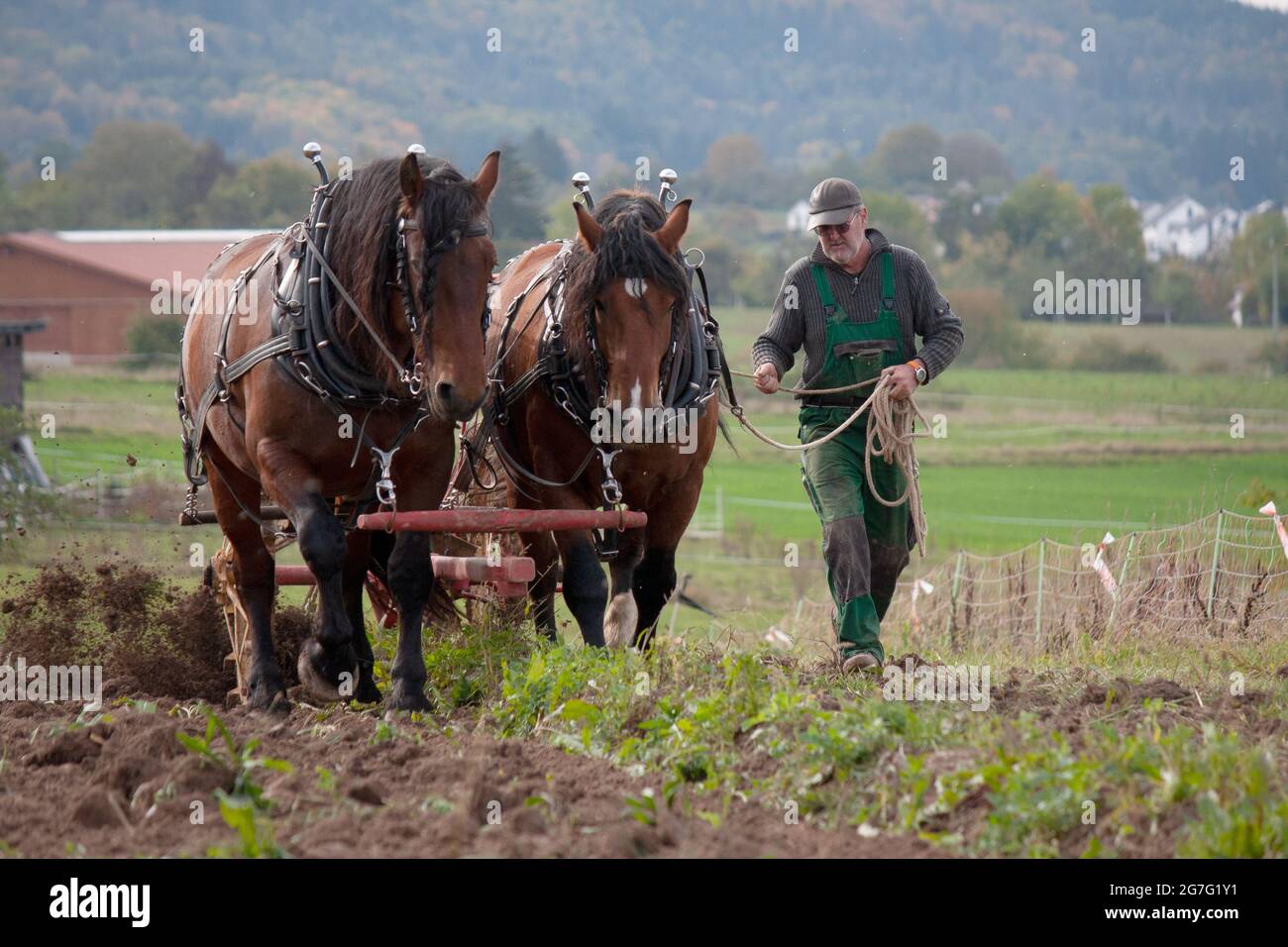 Cavalli che lavorano in agricoltura Foto Stock