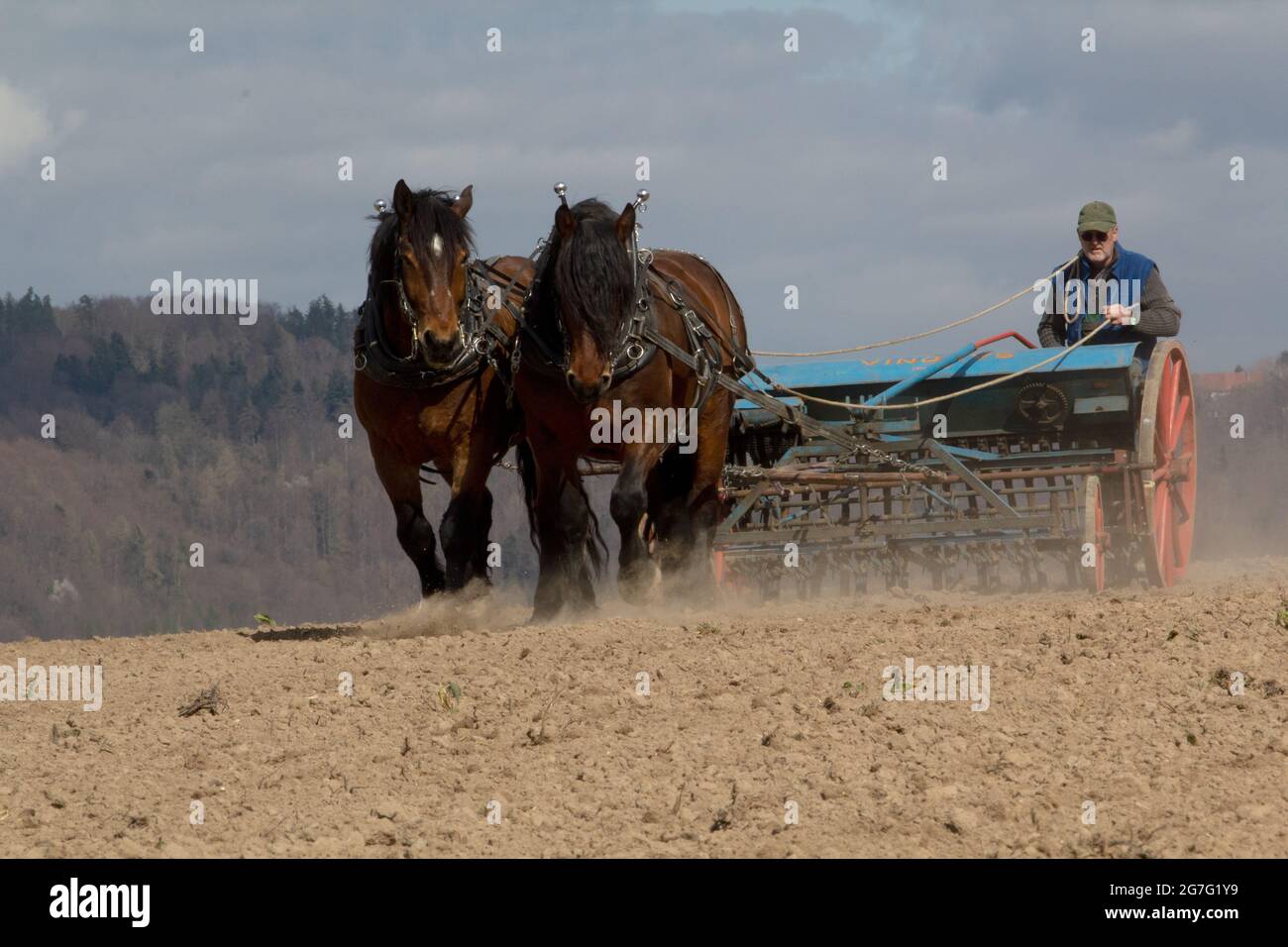 Cavalli che lavorano in agricoltura Foto Stock