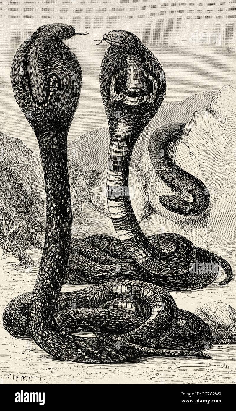 La cobra indiana (Naja naja naja) la cobra asiatica, o cobra binocellata, è una specie del genere Naja, in India, Pakistan, Bangladesh, Sri Lanka, Nepal, e Bhutan. Antica illustrazione del XIX secolo incisa da la Nature 1888 Foto Stock