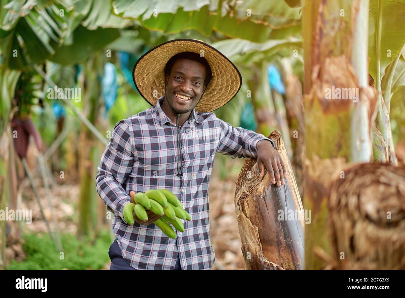 Allegro agricoltore maschio nero in camicia a scacchi con mazzo di banana verde guardando la macchina fotografica mentre si appoggia sul tronco della pianta Foto Stock