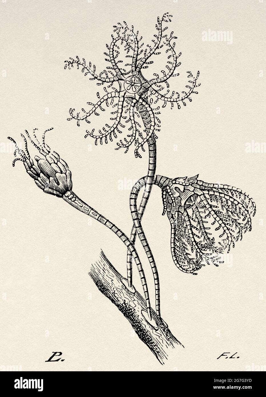 Pentacrinus europaeus Thompson. Antica illustrazione del 19 ° secolo inciso da El Mundo Ilustrado 1880 Foto Stock