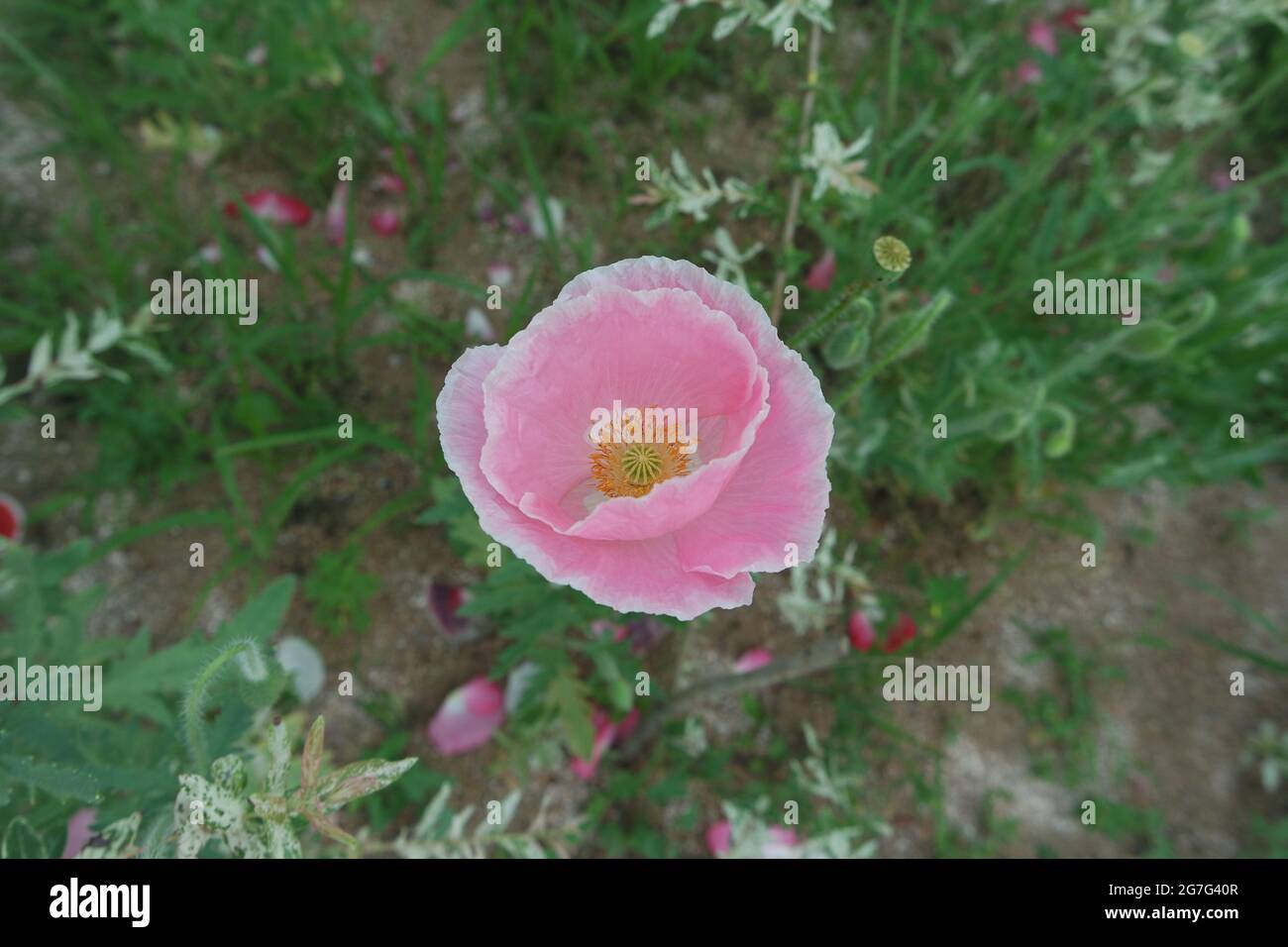Un fiore rosa del papavero dell'Islanda in giardino Foto Stock