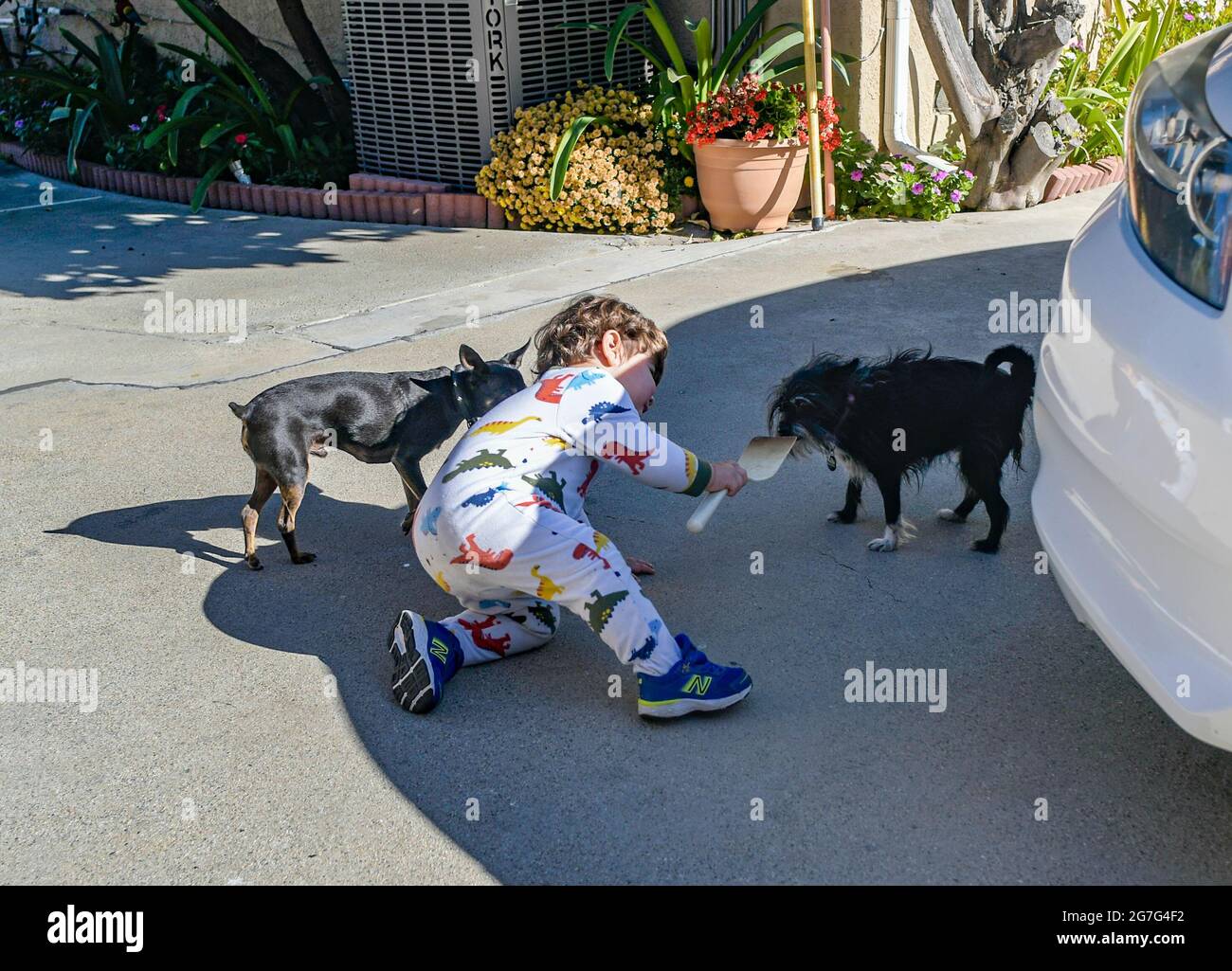 16 mesi ragazzo bambino giocare con i cani nel cortile posteriore Foto Stock