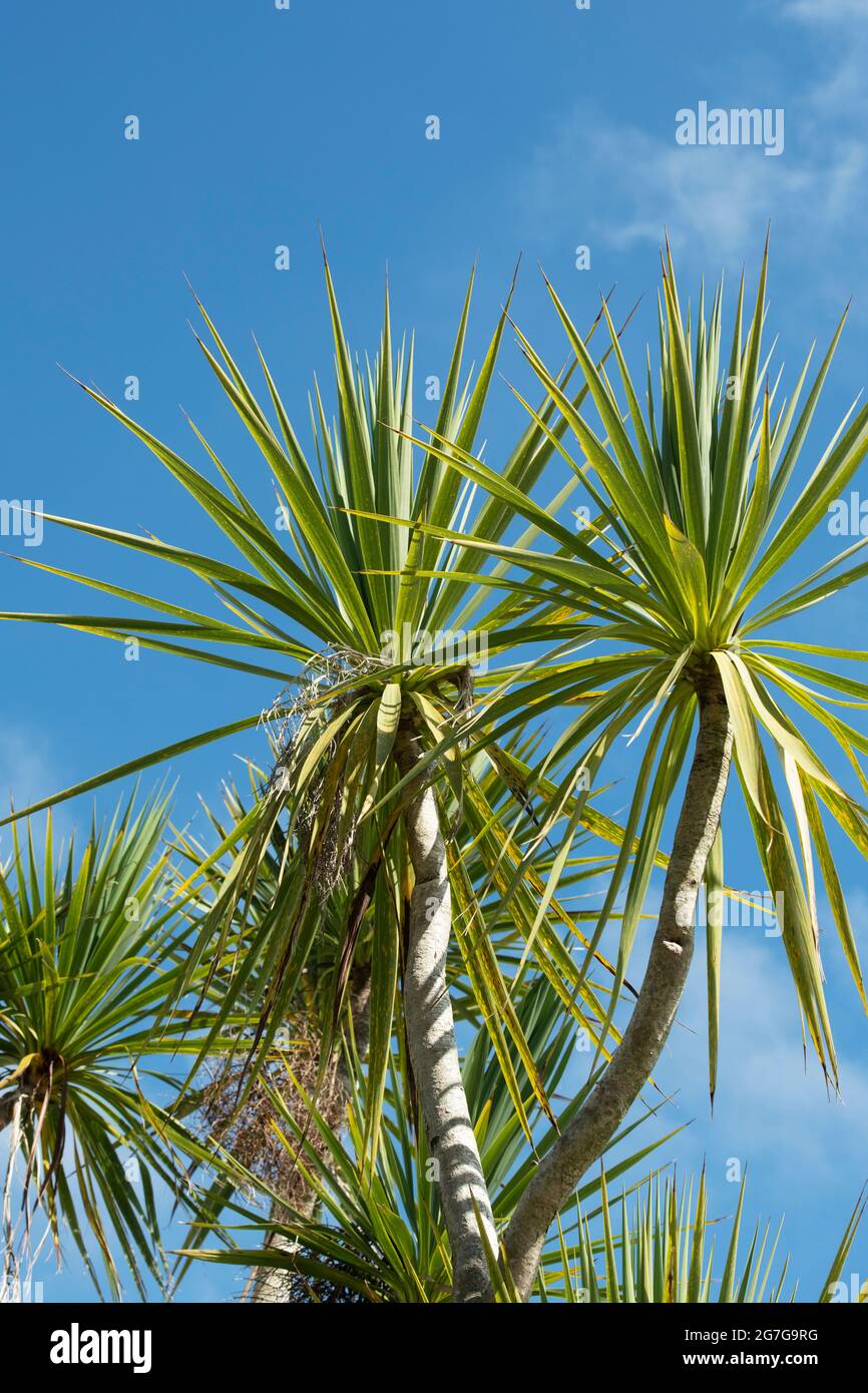 Cordyline australis. Palma di cavolo contro un cielo blu Foto Stock