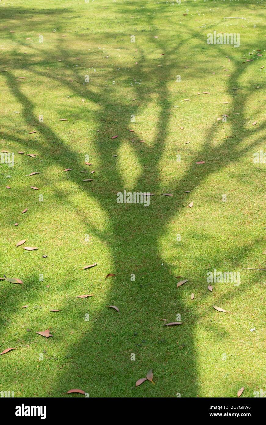 Tree shadow su erba falciata prato. Regno Unito Foto Stock