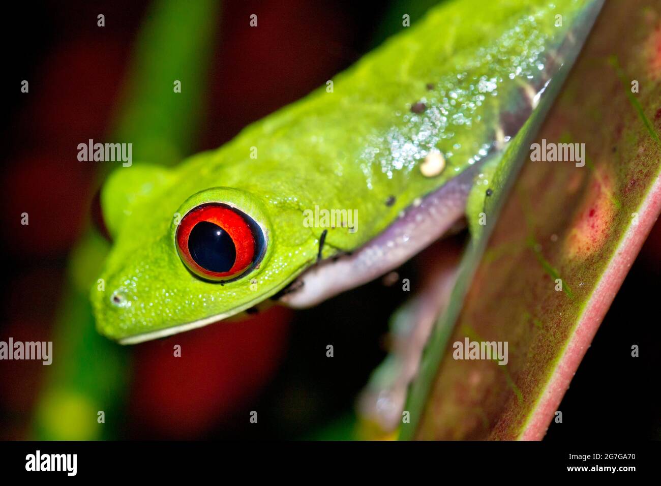 Rana dagli occhi rossi, Caliridyas di Agalychnis, foresta tropicale, Parco Nazionale di Corcovado, Area di conservazione di Osa, Penisola di Osa, Costa Rica, Ame Centrale Foto Stock