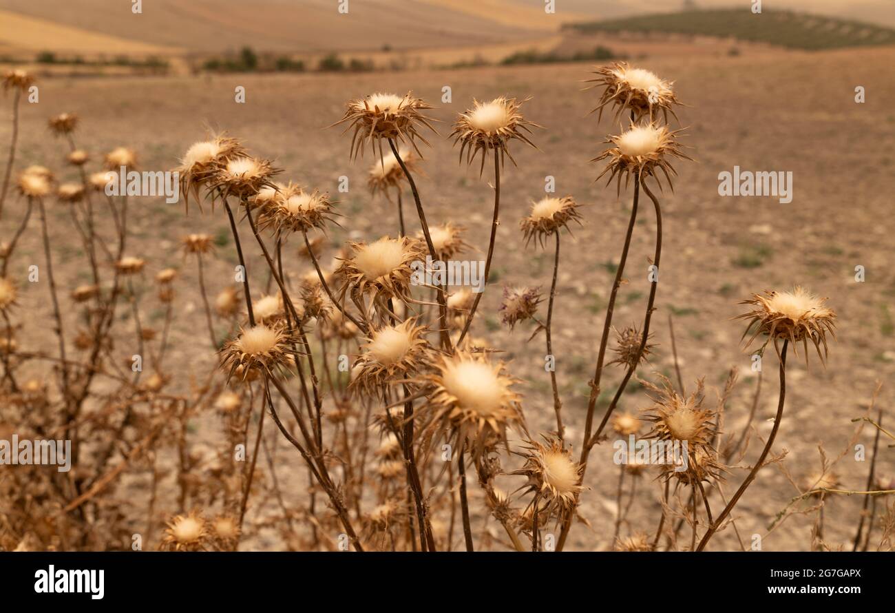 Essiccare piante di cardo/fiori selvatici nel campo. Foto Stock