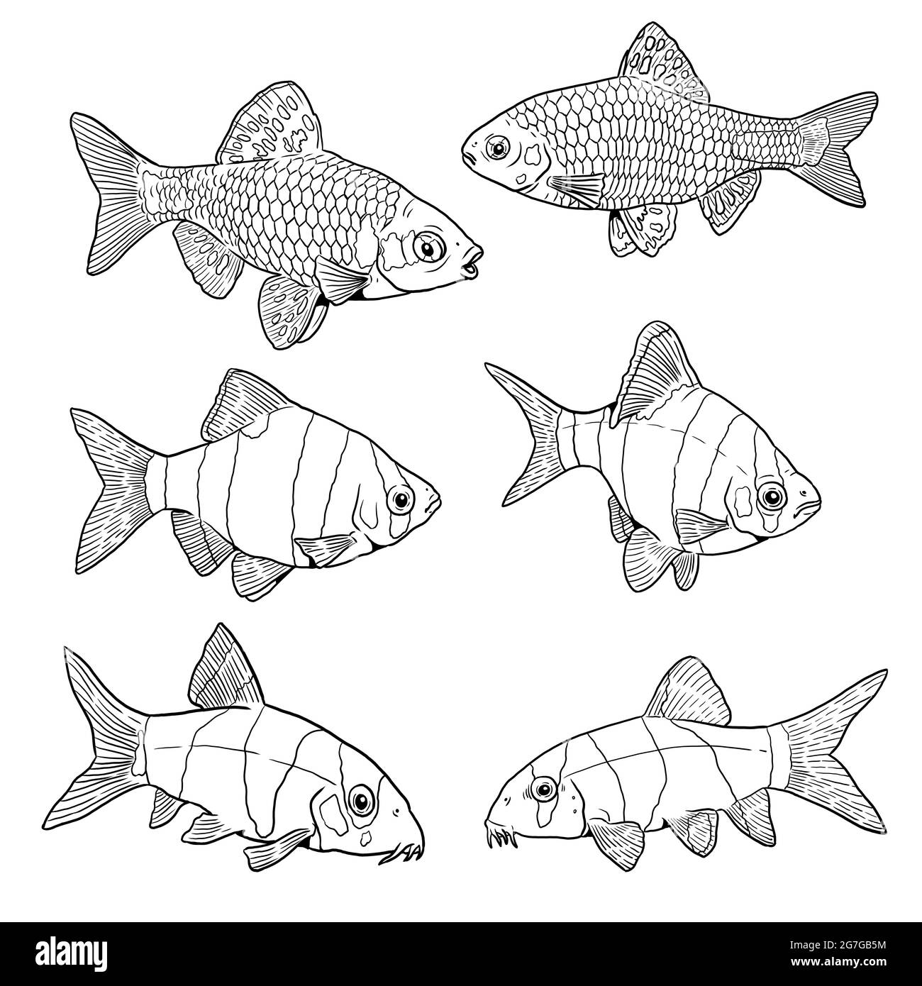 Barra di Sumatra, barra di Odessa e botia tigre per la colorazione. Colorati modelli di pesci tropicali. Libro da colorare per bambini e adulti. Foto Stock