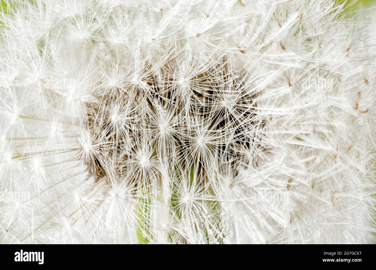 Testa di seme di dente di leone erbaccia da vicino prima che i vedere sono soffiati via nel vento Foto Stock