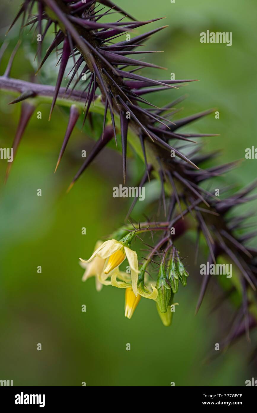 Porpora Diavolo: Solanum atropureum Foto Stock
