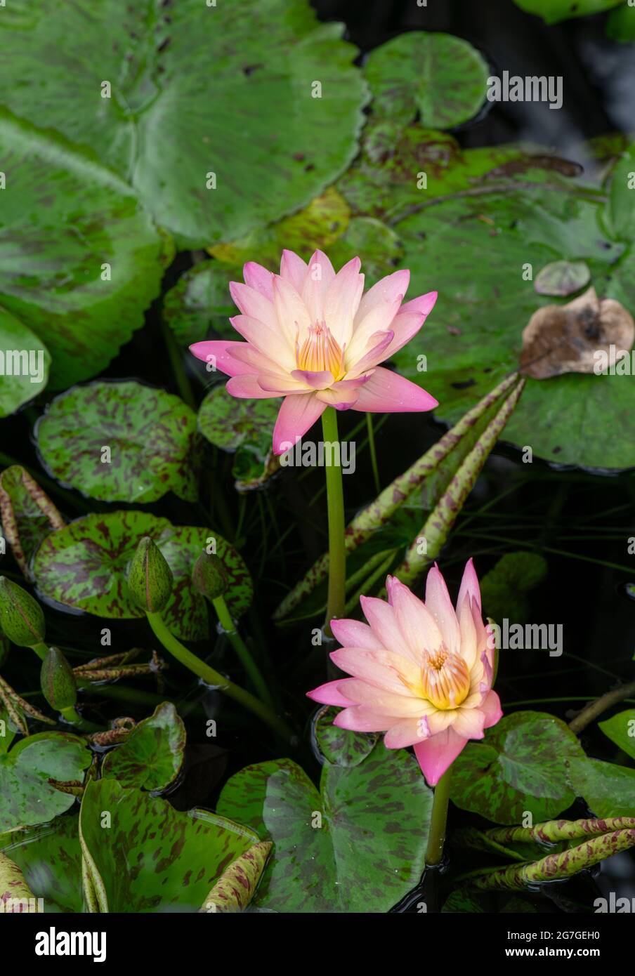 Giglio d'acqua: Nymphaea 'Manassas' Foto Stock