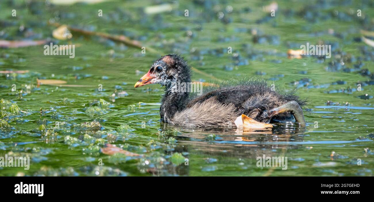 Il piede eurasiatico, Fulica atra, conosciuto anche come il piede comune, o coot australiano, è un membro della famiglia degli uccelli, i Rallidae Foto Stock