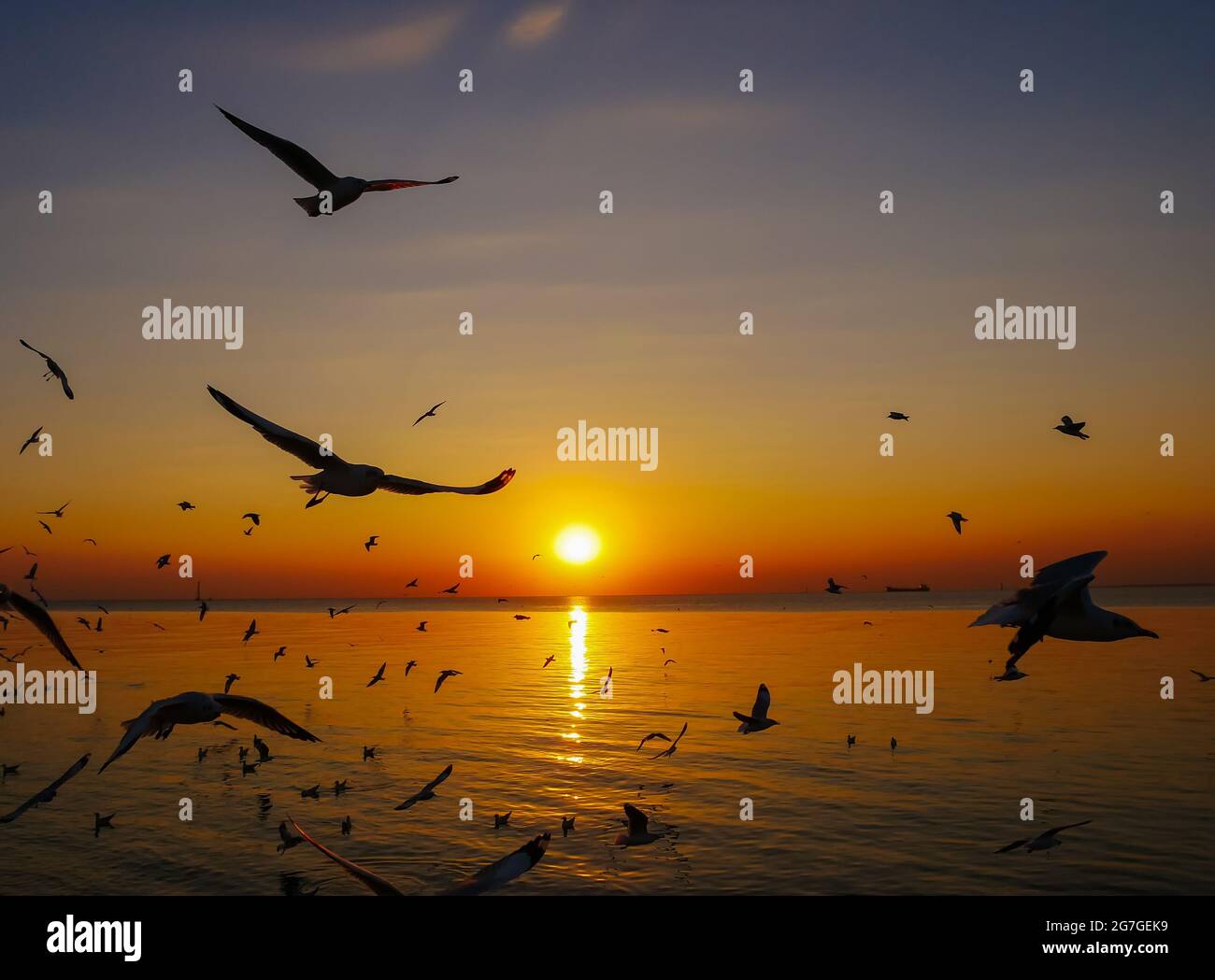 I gabbiani stanno volando e il tramonto in mare. Foto Stock